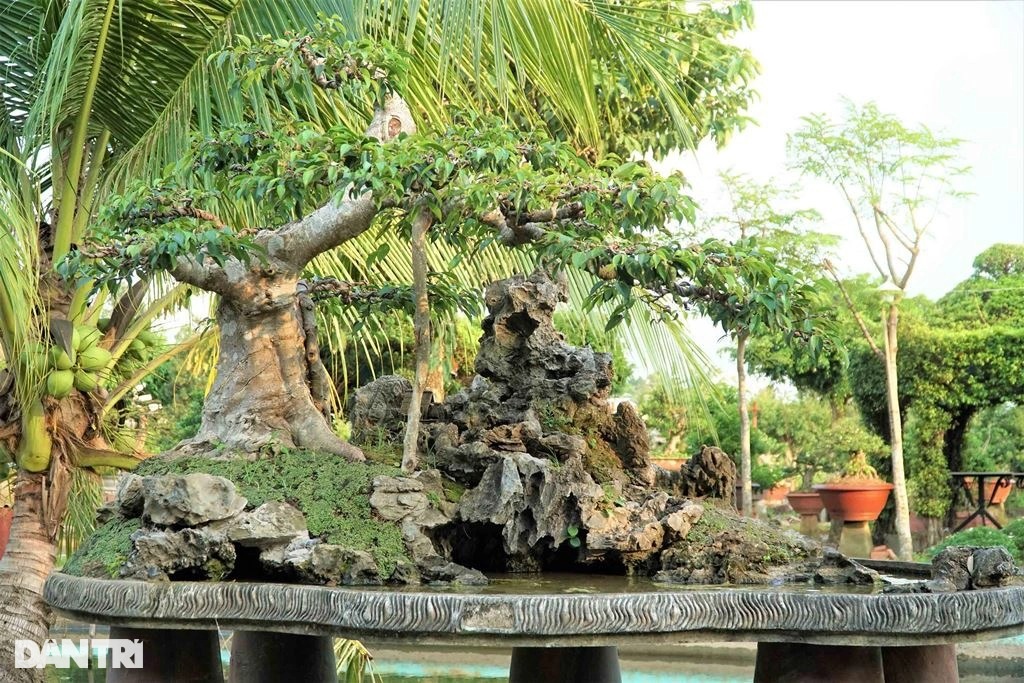 Lạ lùng nghề trang điểm cho cây kiểng hốt bạc triệu mùa Tết - 6 Lạ lùng nghề trang điểm cho cây kiểng hốt bạc triệu mùa Tết - 6