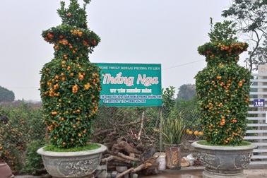 Hà Nội: Chủ nhân cặp quất lục bình "khủng" tiết lộ lý do không bán hàng độc