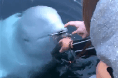 Cá voi trắng nghi là “gián điệp của Nga” nhặt điện thoại dưới đáy biển