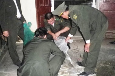 Hàng trăm con rắn "đi cùng" hành khách trên xe