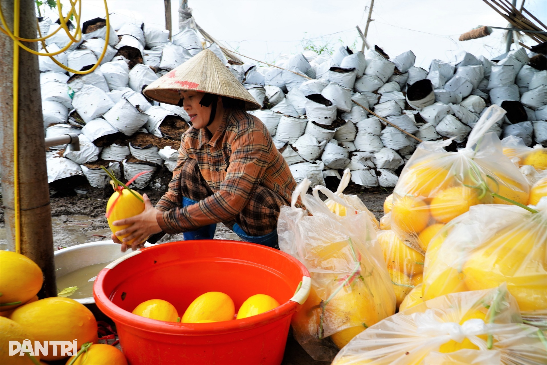 Nhà màng tiền tỷ bị bão Kajiki quật đổ, dân làng lội nước giúp chủ vớt dưa - 9