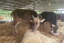 Đàn bò tót quý gày trơ xương bây giờ được chăm sóc thế nào?