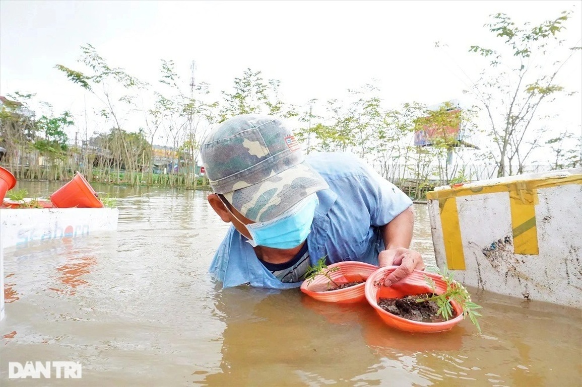 Nông dân vớt hoa trong nước lũ: Năm nay mất Tết rồi! - 5 Nông dân vớt hoa trong nước lũ: Năm nay mất Tết rồi! - 5