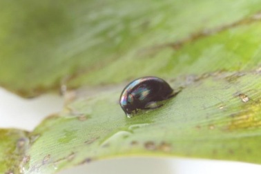 Loài bọ cánh cứng bị ếch ăn mà không chết