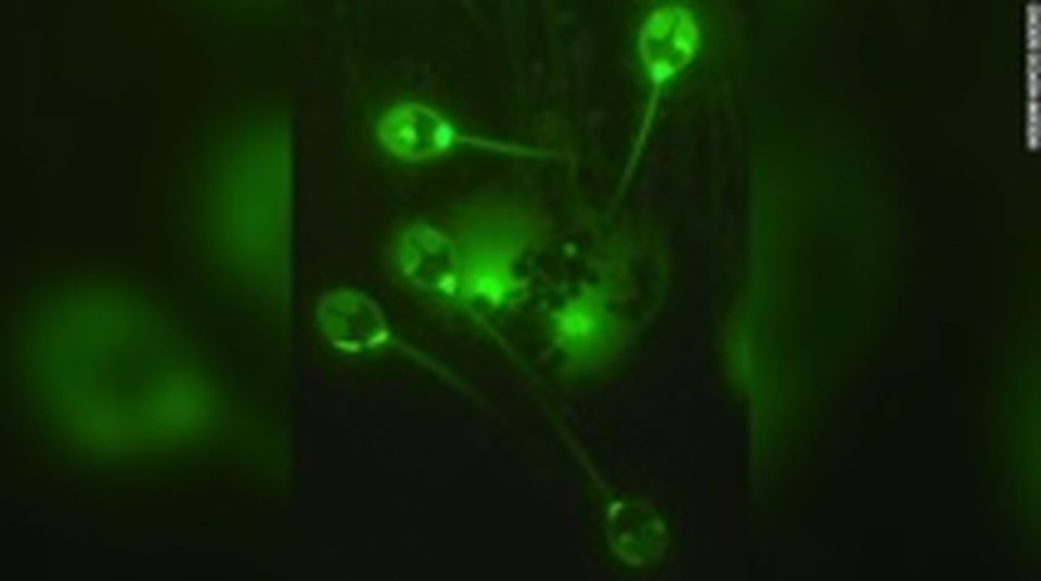 Phát hiện ra loài động vật đầu tiên sống không cần oxy - 1