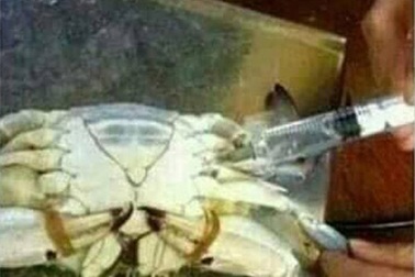 Ác chiêu đầu độc: Đục lỗ tiêm hóa chất vào cua