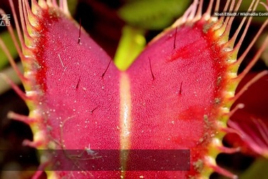 Cận cảnh cách cây “ăn thịt” nuốt trọn con mồi xấu số