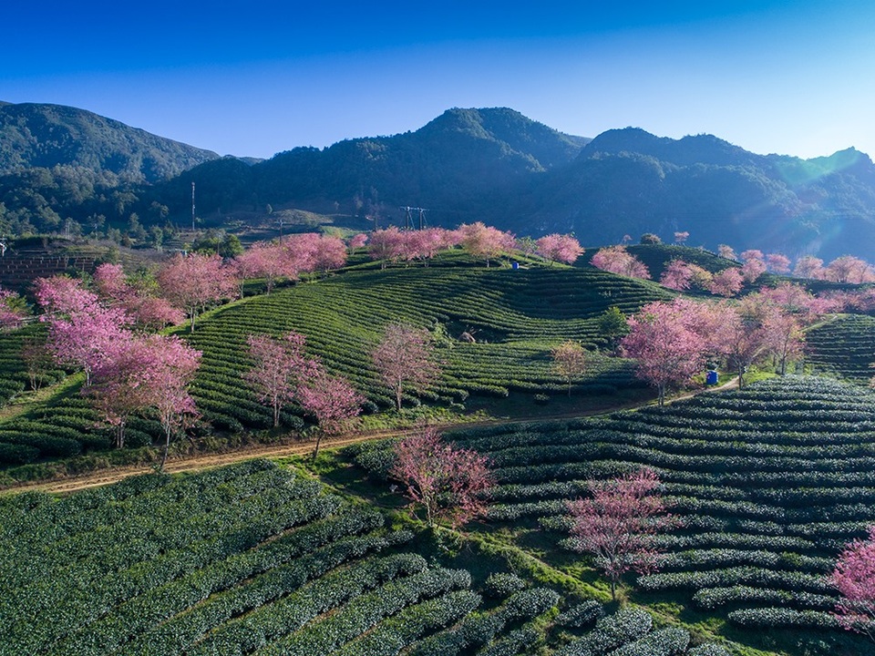 Hoa anh đào Nhật khoe sắc hồng tuyệt đẹp trong nắng thu Sa Pa - 1 Hoa anh đào Nhật khoe sắc hồng tuyệt đẹp trong nắng thu Sa Pa - 1