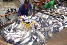 Mỹ áp thuế cao khủng khiếp lên cá tra, basa Việt Nam: Bảo hộ quá mức