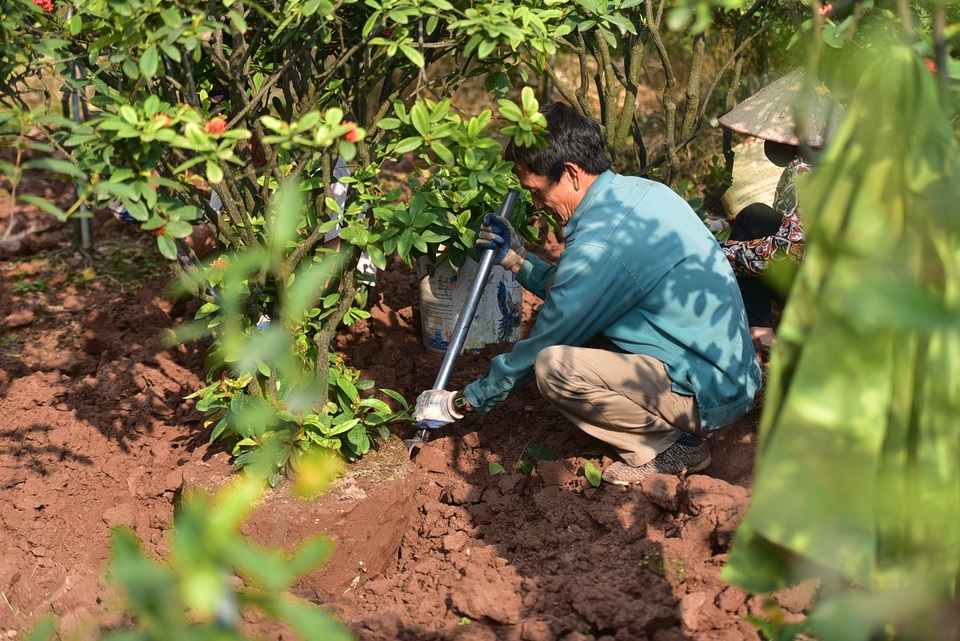 Chiêm ngưỡng vườn mẫu đơn tiền tỷ của lão nông Hưng Yên - 6 Chiêm ngưỡng vườn mẫu đơn tiền tỷ của lão nông Hưng Yên - 6