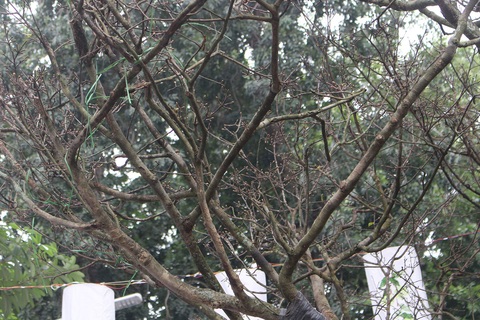 Đại gia chi hơn 3 tỷ đồng vẫn không mua nổi cây Hoàng mai 120 tuổi