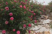 Những gốc hoa hồng cổ siêu đắt đỏ của đại gia Việt