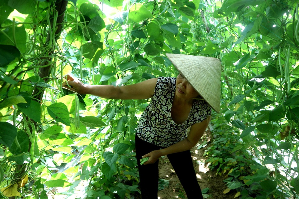 Nông sản rớt giá, nông dân lo mất tết - 3 Nông sản rớt giá, nông dân lo mất tết - 3