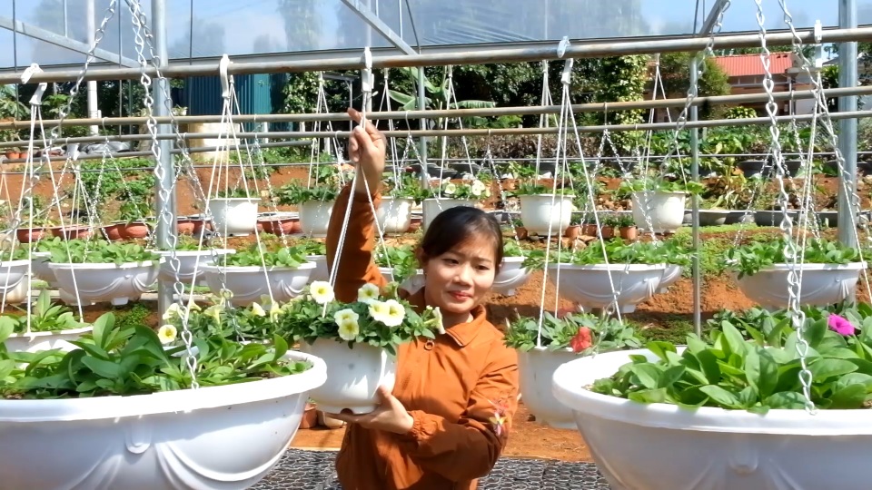 Trồng hơn 8.000 chậu hoa, đôi vợ chồng trẻ kỳ vọng kiếm trăm triệu đồng dịp Tết - 10 Trồng hơn 8.000 chậu hoa, đôi vợ chồng trẻ kỳ vọng kiếm trăm triệu đồng dịp Tết - 10