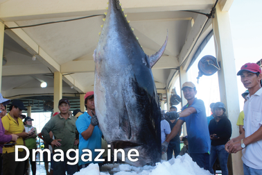 Kỳ vọng về những phiên đấu giá cá ngừ triệu đô ở Phú Yên