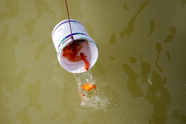 Cá chép "đu dây" đưa ông Công ông Táo về trời