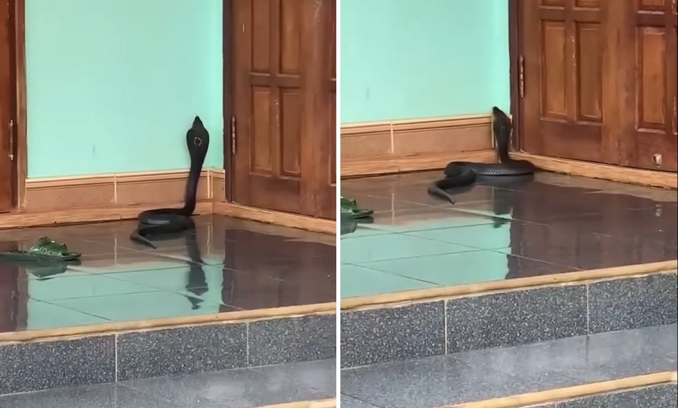 Khoảnh khắc rắn hổ mang cực độc xuất hiện trước cửa nhà tại Quảng Trị