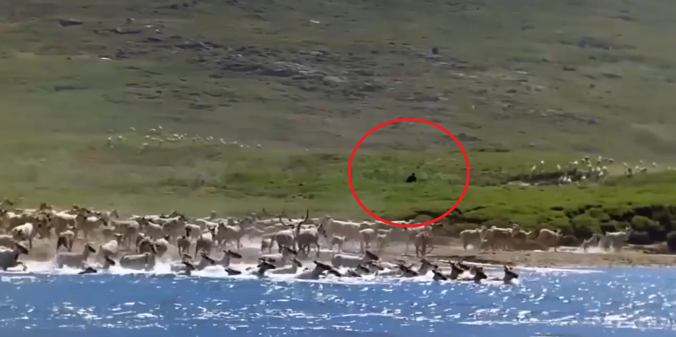 Clip "sinh vật bí ẩn bất ngờ lộ diện trong phim tài liệu" nổi bật tuần qua