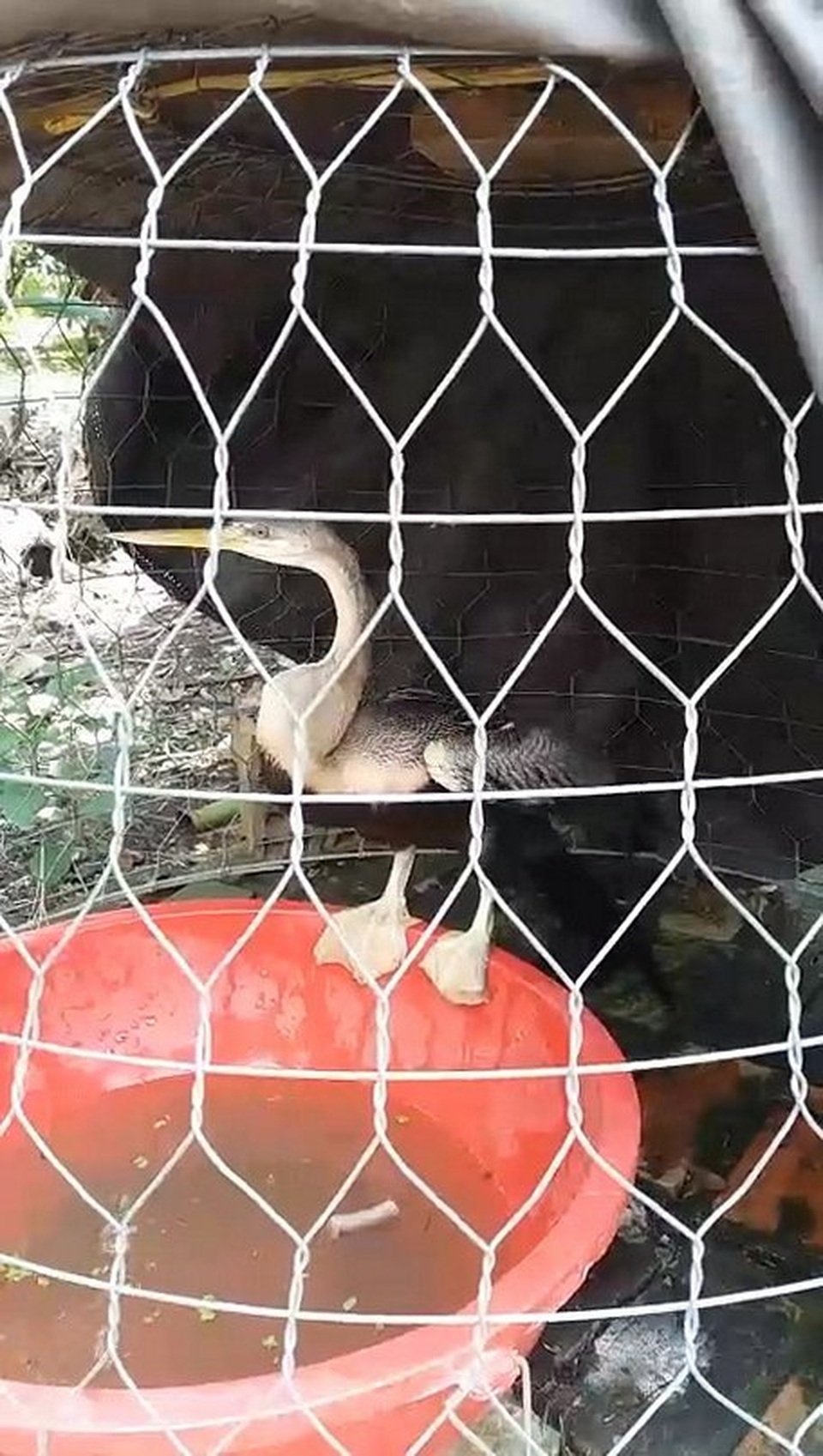 Chim mặt khỉ, cá ăn bằng thìa và những quái vật độc nhất đất Việt - 3 Chim mặt khỉ, cá ăn bằng thìa và những quái vật độc nhất đất Việt - 3