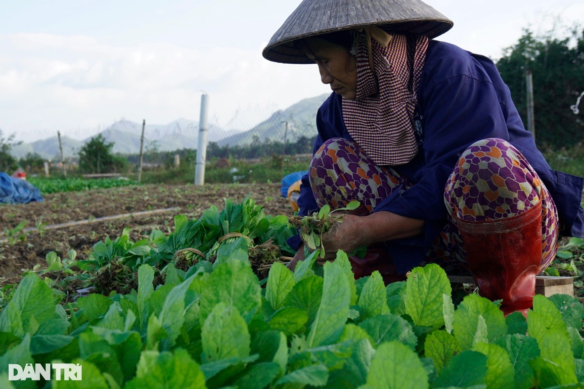 Rau được mùa mất giá, nhà nông buồn nẫu cả ruột - 2 Rau được mùa mất giá, nhà nông buồn nẫu cả ruột - 2