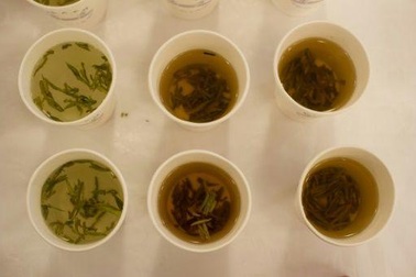 Trà xanh có thể điều trị được hội chứng Down