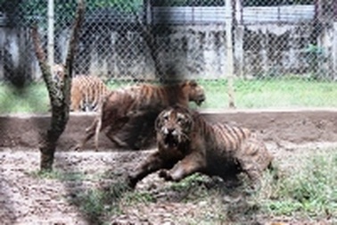 Kinh hãi nhìn hơn chục con hổ được nuôi sát khu dân cư