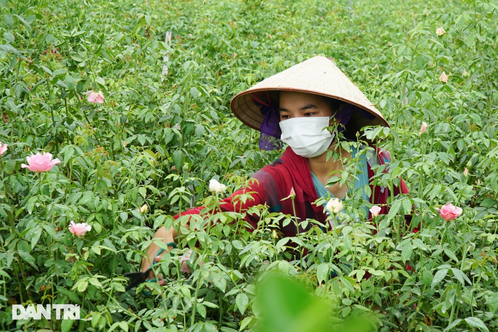 Hàng trăm hecta trồng hoa bị cắt bỏ do không thể tiêu thụ ở Hà Nội vì dịch - 5 Hàng trăm hecta trồng hoa bị cắt bỏ do không thể tiêu thụ ở Hà Nội vì dịch - 5