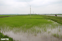 Vụ 3 tỷ đồng không mua nổi lô đất quê: Không cho địa phương đấu giá lại