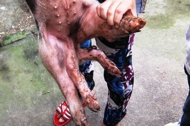 Xuất hiện lợn con 6 chân