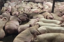 Bắt quả tang cơ sở giết mổ bơm thuốc an thần cho hơn 5.000 con lợn