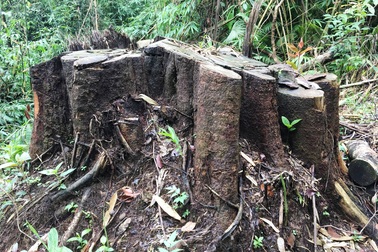 Phó Thủ tướng chỉ đạo Lâm Đồng điều tra làm rõ các vụ phá rừng