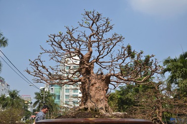 Kiểng “độc” giá gần... 2 tỉ đồng