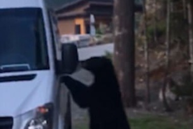 Giật mình thấy gấu đen tự ý mở cửa xe trèo vào trong bóp còi