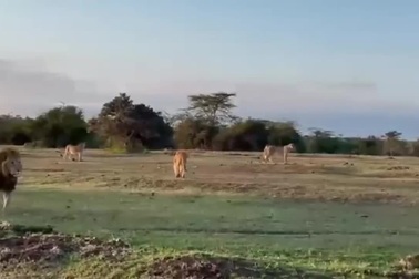 Bầy sư tử đánh liều săn tê giác và cái kết