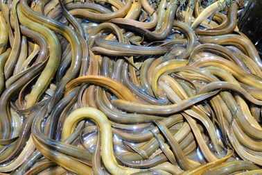 Cú lội ngược dòng cực đỉnh của 9X Tây Đô, hốt bạc tỷ nhờ nuôi lươn Vietgap