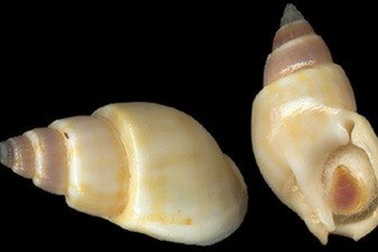 Những cách giúp phòng ngộ độc từ ốc biển