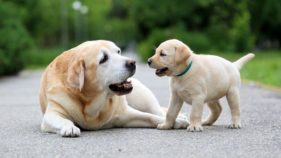 Những sự thật thú vị về loài chó mà có thể bạn chưa biết - 1 Những sự thật thú vị về loài chó mà có thể bạn chưa biết - 1