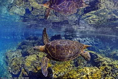 Đẹp mê hồn khoảnh khắc của thế giới đại dương