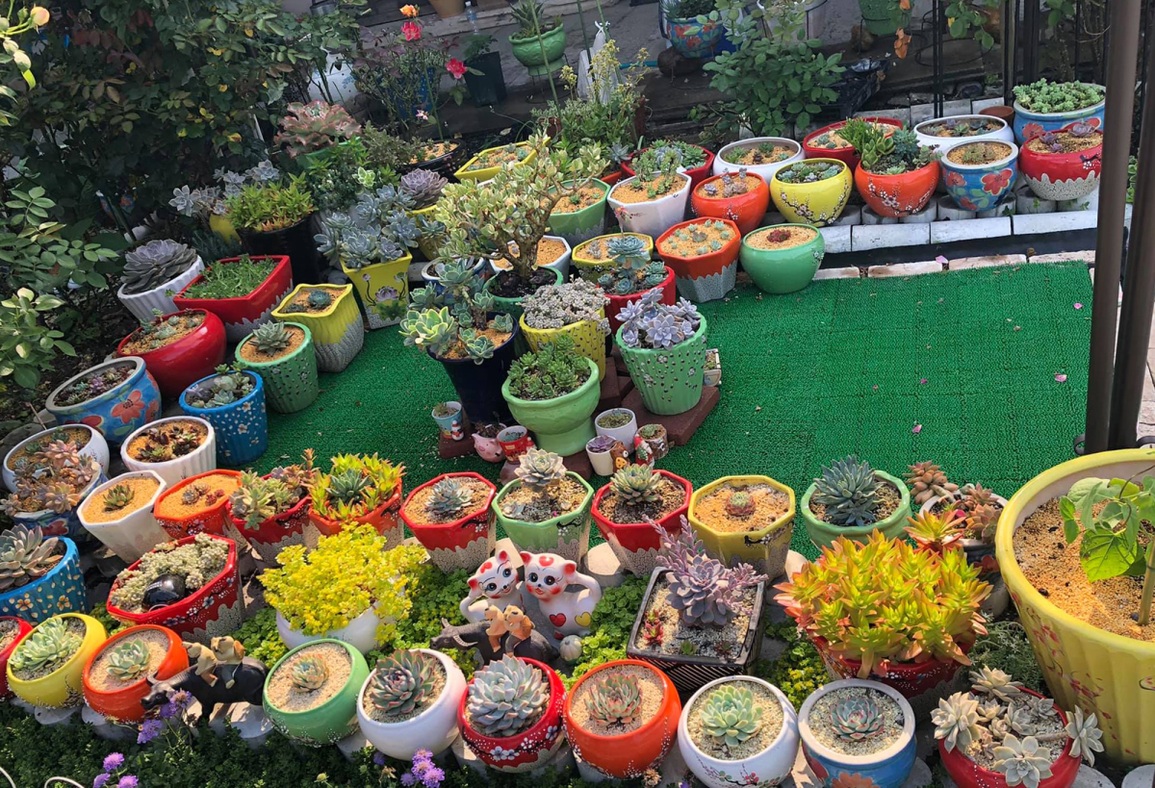 Mẹ Việt đưa 200 chậu gốm sang Nhật làm vườn hoa hồng 400 m2 Mẹ Việt đưa 200 chậu gốm sang Nhật làm vườn hoa hồng 400 m2