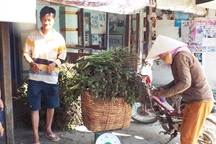 Cơn sốt cau non: Người dân “bán” cả vườn cau cho thương lái