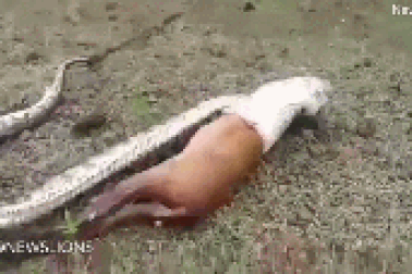 Kinh hãi khoảnh khắc trăn nôn ra cả một con... nai sau khi ăn thịt