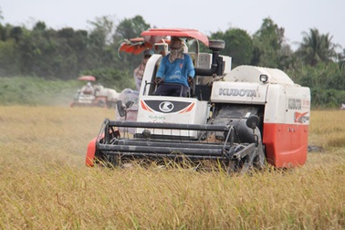 GS. Võ Tòng Xuân: "Chỉ cần giữ 1,5 triệu tấn gạo là bảo đảm an ninh lương thực"