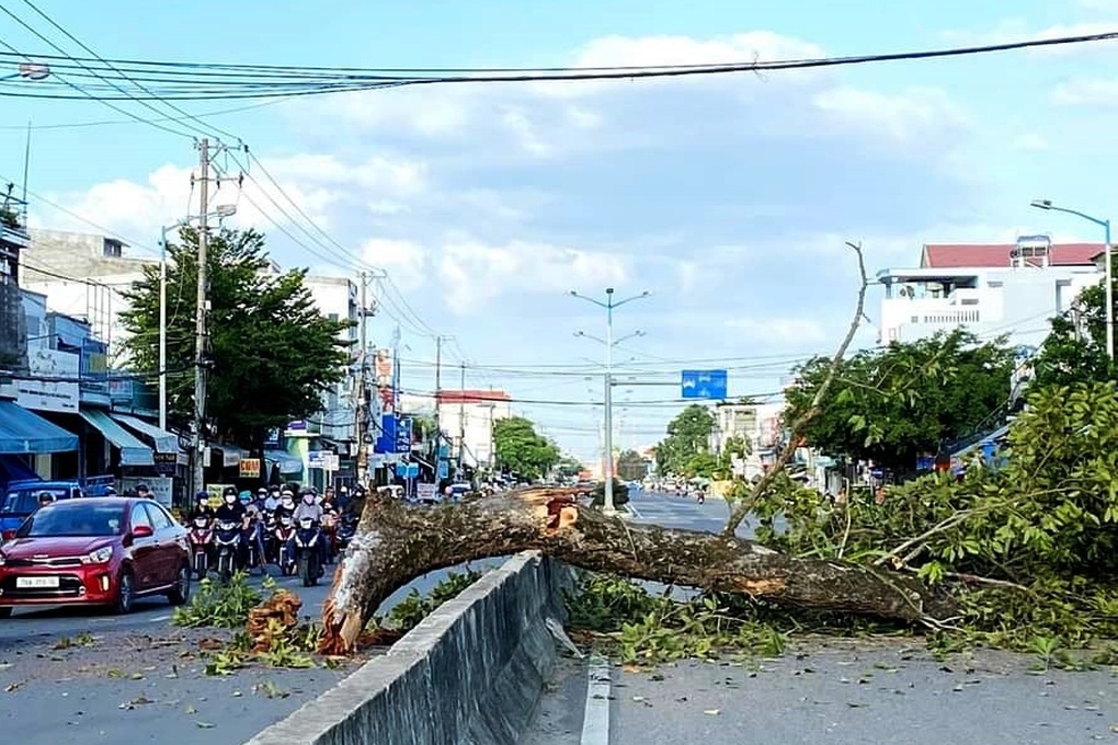 Nhánh cây di sản 300 tuổi gãy, rơi vắt ngang giữa đường - 1 Nhánh cây di sản 300 tuổi gãy, rơi vắt ngang giữa đường - 1