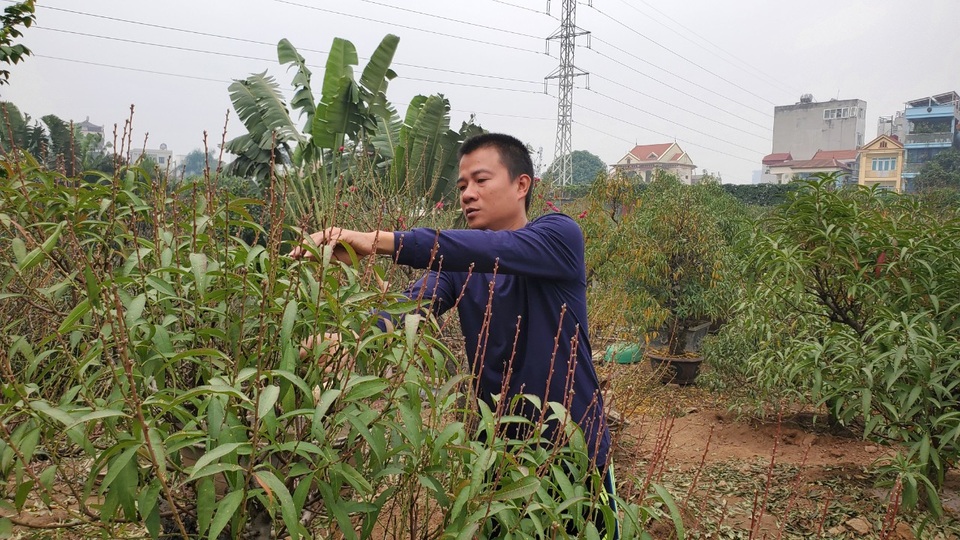 Người làm nghề trồng đào Nhật Tân lo cho vụ mùa dịp Tết Nguyên đán - 1 Người làm nghề trồng đào Nhật Tân lo cho vụ mùa dịp Tết Nguyên đán - 1