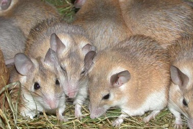 Phát hiện loài chuột có chu kỳ kinh nguyệt giống con người