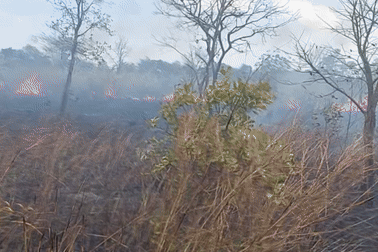 Điều tra nguyên nhân 25ha cây keo ở Gia Lai bị thiêu rụi