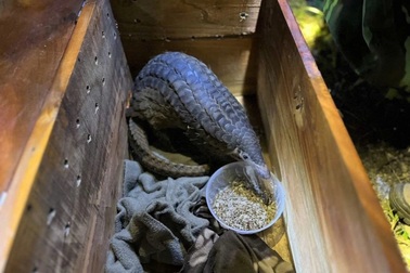 Tê tê quý hiếm bất ngờ bò vào phòng làm việc của người dân