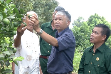 Cựu chiến binh giúp nhau "thoát nghèo" từ mô hình "vườn cây đa canh"
