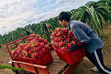 Về quê tránh dịch, hai chị em ở Đồng Nai theo cha đi làm thuê
