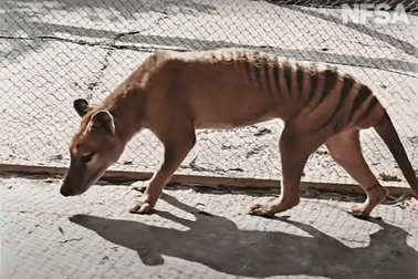 Loài sói Tasmania đã tuyệt chủng có thể hồi sinh?